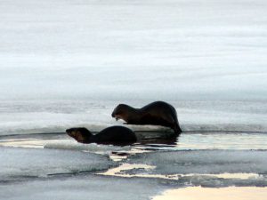 otters having lunch in the spring thaw