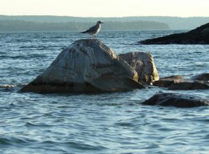 Seagull on a rock in the Lake