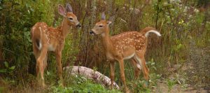 two-fawns-photos