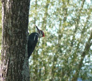 woodpecker-1